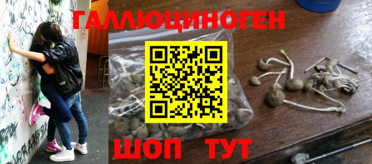 Галлюциногенные грибы Psilocybine cubensis Ковров